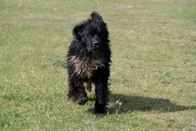 Фото: ньюфаундленд Akvian Song Felichita (Аквиан Сонг Феличита)