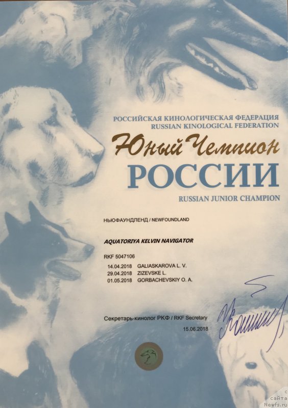 Фото: ньюфаундленд Aquatoriya Kelvin Navigator (Акватория Келвин Навигатор)