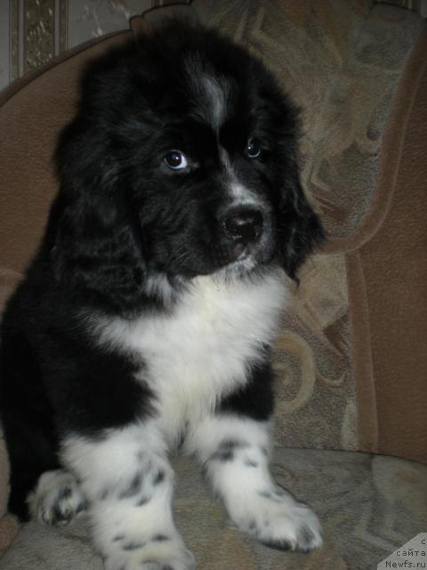 Фото: ньюфаундленд Bol'shoy David (Большой Давид)