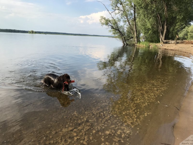 Фото: ньюфаундленд Brownblood MSK Zhanara Haya (Браунблад МСК Жанара Хайя)