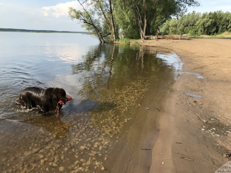Фото: ньюфаундленд Brownblood MSK Zhanara Haya (Браунблад МСК Жанара Хайя)