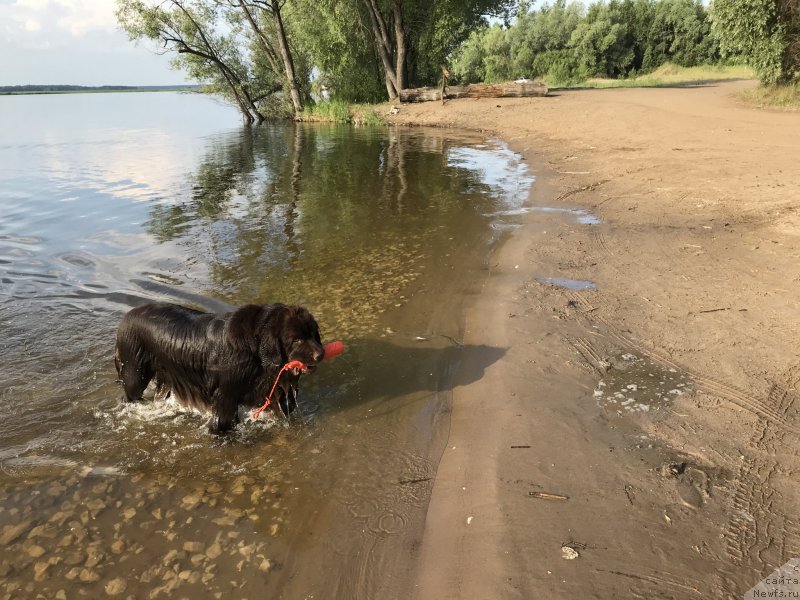 Фото: ньюфаундленд Brownblood MSK Zhanara Haya (Браунблад МСК Жанара Хайя)