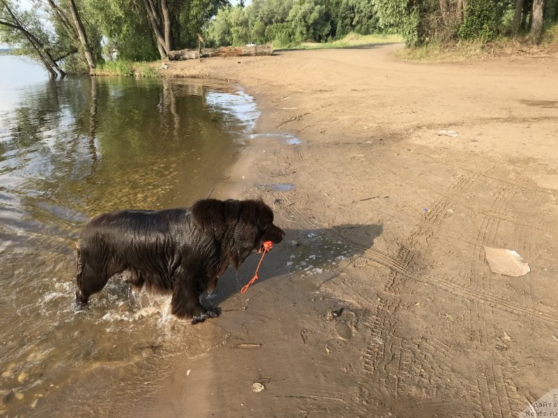 Фото: ньюфаундленд Brownblood MSK Zhanara Haya (Браунблад МСК Жанара Хайя)