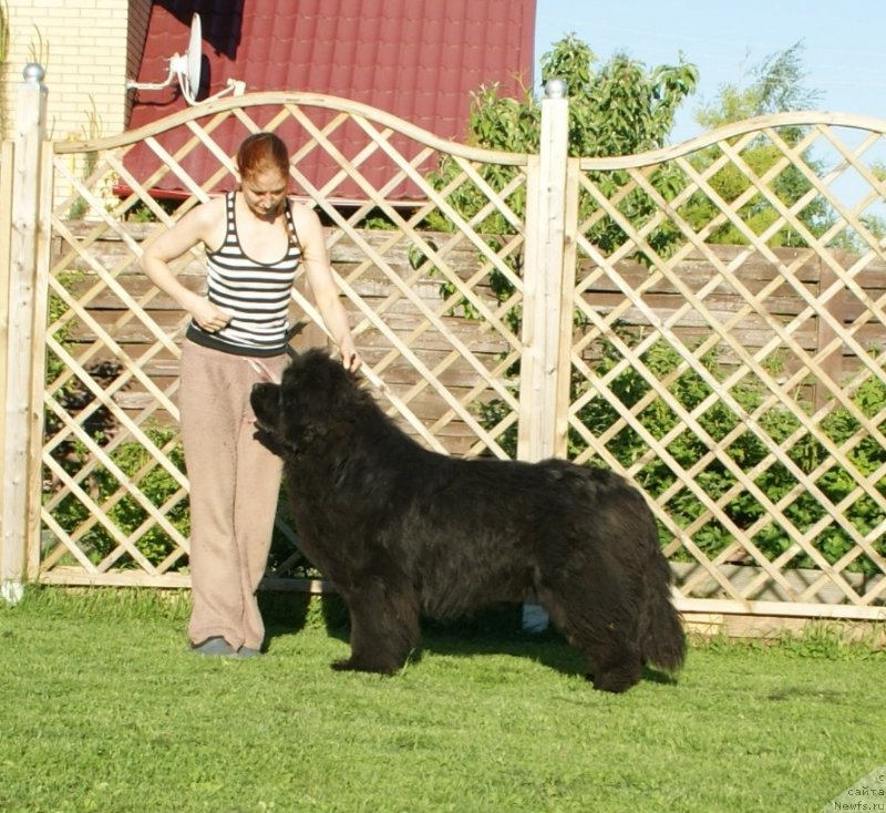 Фото: ньюфаундленд Snou Viking Adrian (Сноу Викинг Адриан)