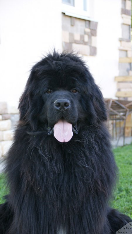 Фото: ньюфаундленд Snou Viking Adrian (Сноу Викинг Адриан)