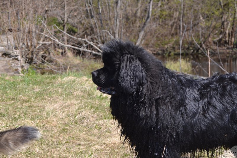 Фото: ньюфаундленд Snou Viking Amigo (Сноу Викинг Амиго)