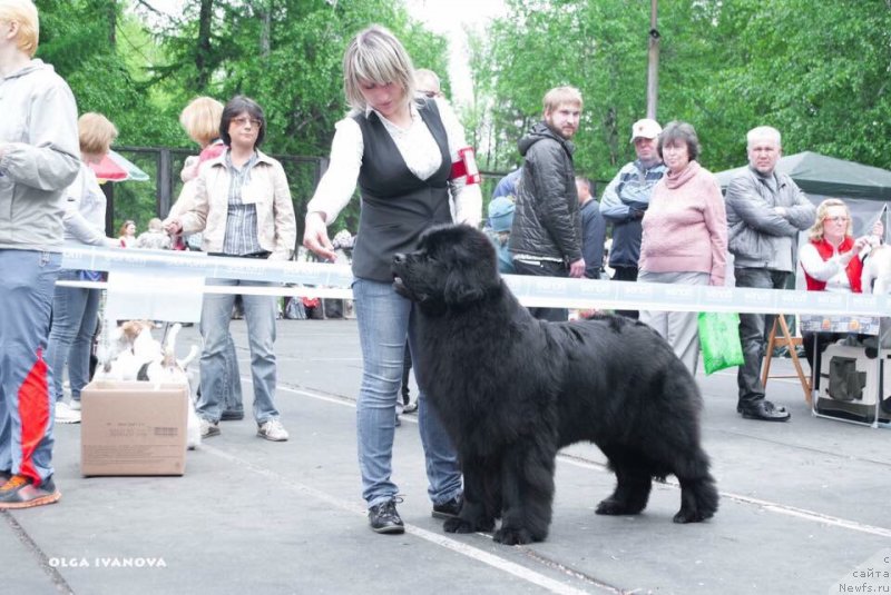 Фото: ньюфаундленд Snou Viking Assol' (Сноу Викинг Ассоль)