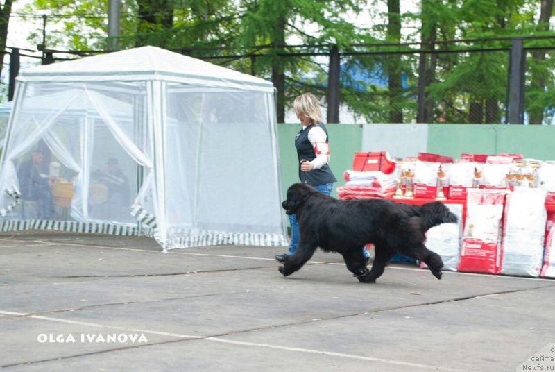 Фото: ньюфаундленд Snou Viking Assol' (Сноу Викинг Ассоль)