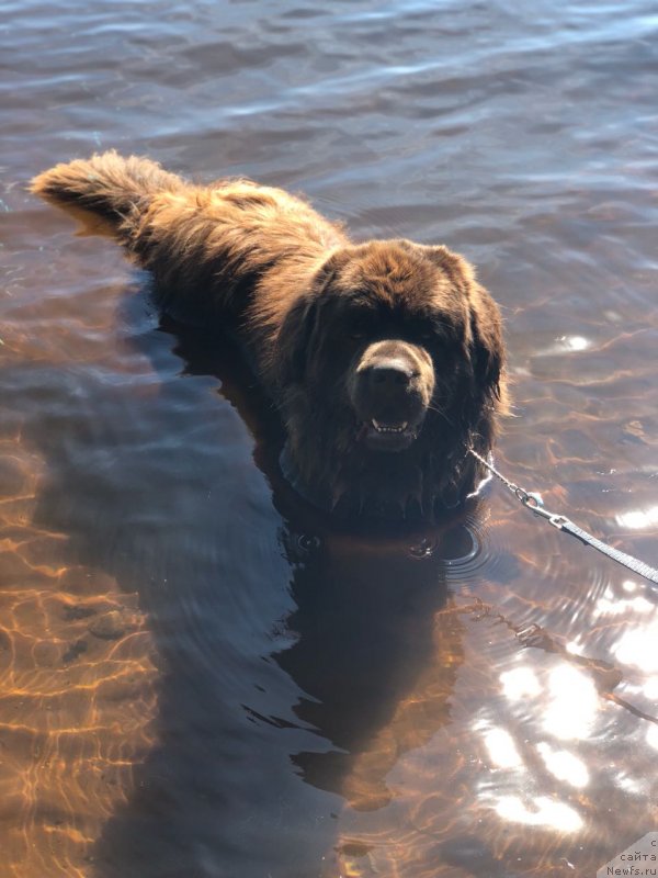 Фото: ньюфаундленд Brownblood MSK Larchie Ardon (Браунблад МСК Ларчи Ардон)
