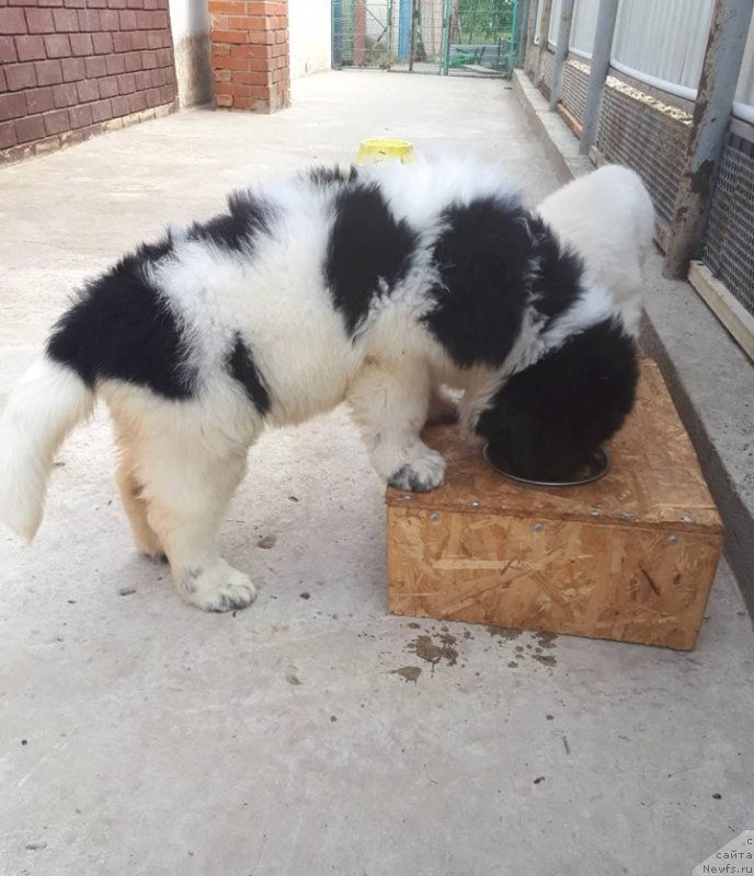 Фото: ньюфаундленд Dominika fo Lav ot Karel'skih Medvedey (Доминика фо Лав от Карельских Медведей)