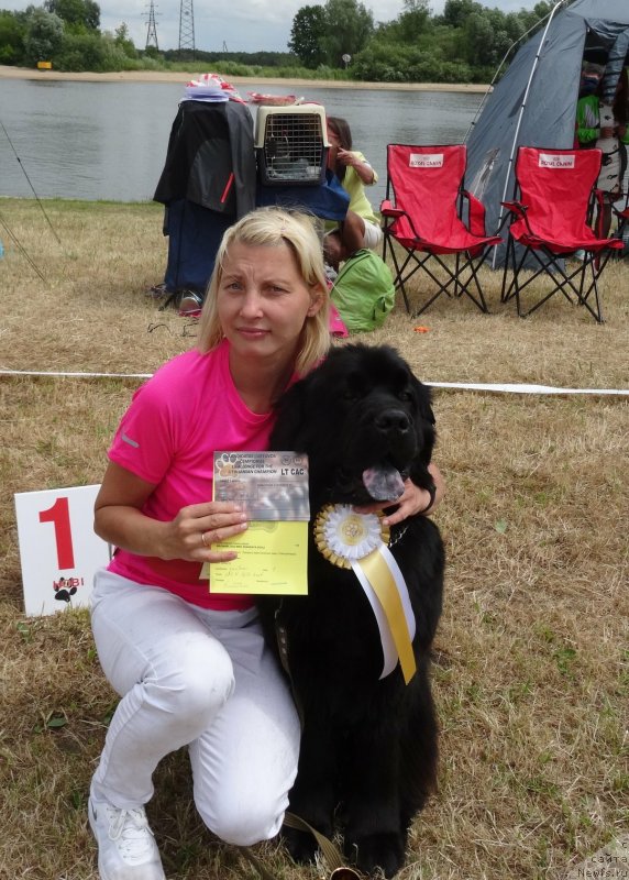 Фото: ньюфаундленд Brownblood MSK Zhansaya Shuli (Браунблад МСК Жансая Шули)