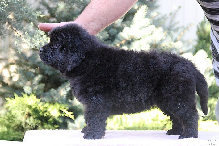 Фото: ньюфаундленд Rianna s Berega Dona (Рианна с Берега Дона)