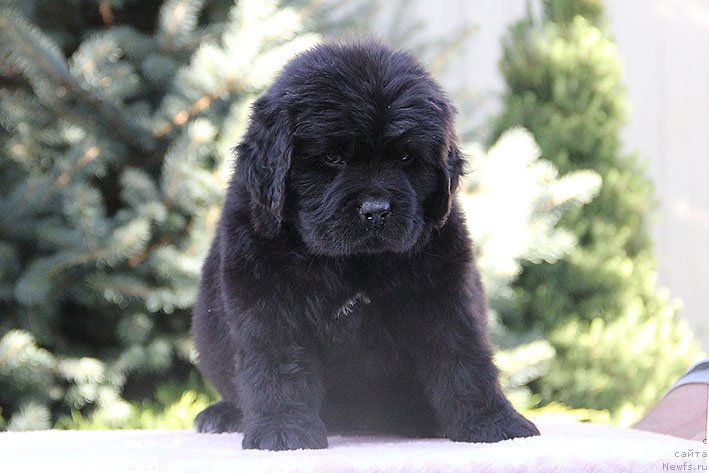 Фото: ньюфаундленд Rianna s Berega Dona (Рианна с Берега Дона)