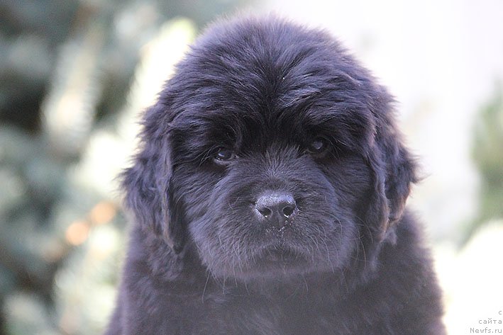 Фото: ньюфаундленд Rianna s Berega Dona (Рианна с Берега Дона)