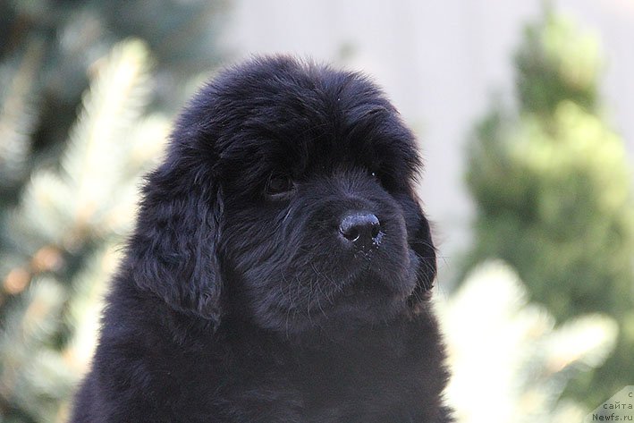 Фото: ньюфаундленд Rianna s Berega Dona (Рианна с Берега Дона)