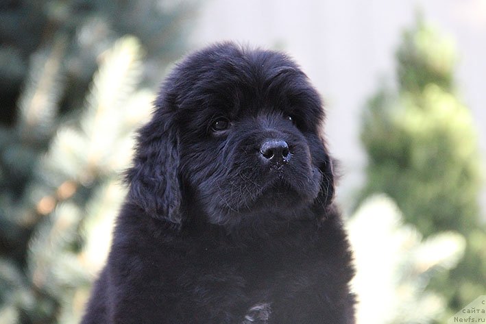 Фото: ньюфаундленд Rianna s Berega Dona (Рианна с Берега Дона)