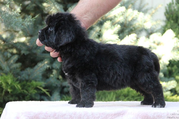 Фото: ньюфаундленд Ryeychl s Berega Dona (Рэйчл с Берега Дона)