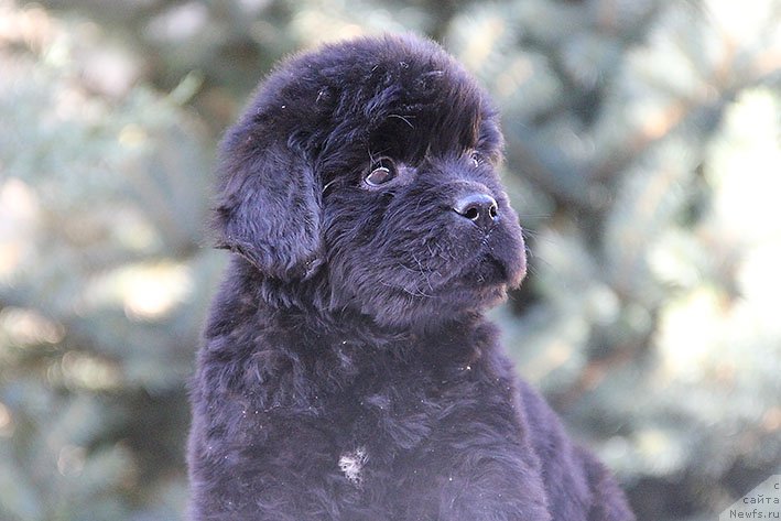 Фото: ньюфаундленд Ryeychl s Berega Dona (Рэйчл с Берега Дона)