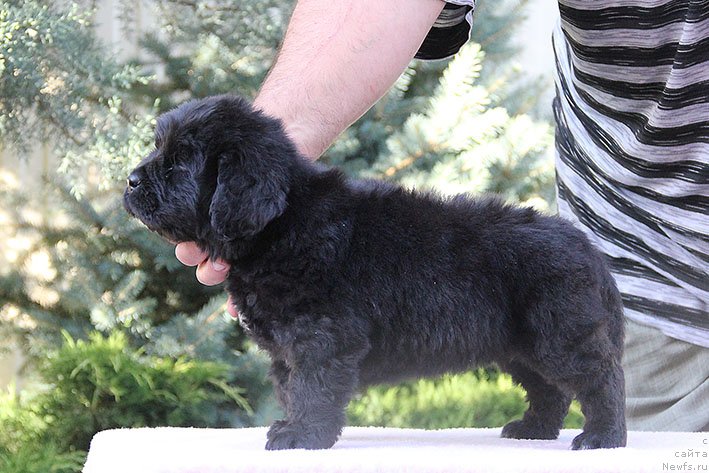 Фото: ньюфаундленд Ryessi s Berega Dona (Рэсси с Берега Дона)