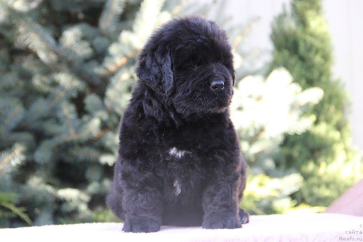 Фото: ньюфаундленд Ryessi s Berega Dona (Рэсси с Берега Дона)