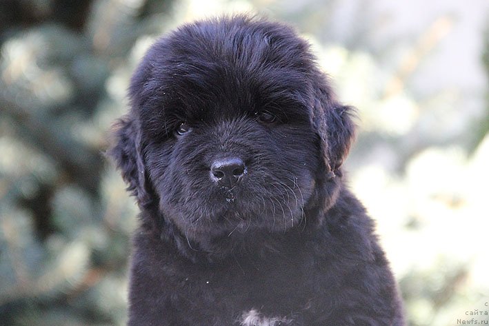 Фото: ньюфаундленд Ryessi s Berega Dona (Рэсси с Берега Дона)