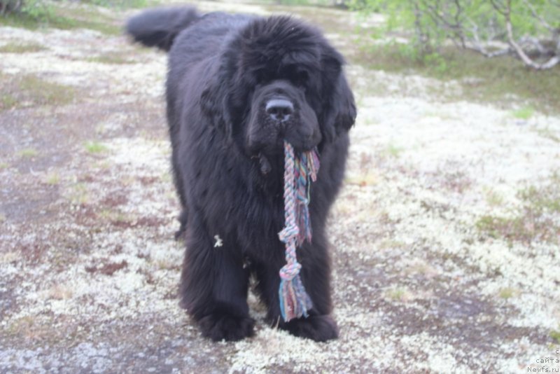 Фото: ньюфаундленд King of Helluland You Shock Me