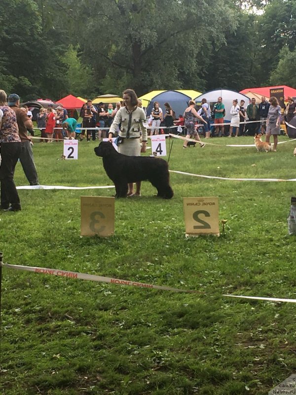 Фото: ньюфаундленд Moya Stikhiya Lamborghini (Моя Стихия Ламборджини)