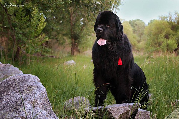 Фотография № 236929