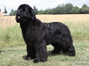 Фото: ньюфаундленд Little Bears Paris