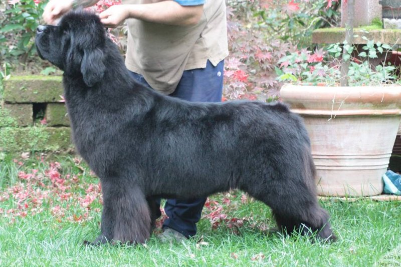 Фото: ньюфаундленд Little Bears Pride of Rayan