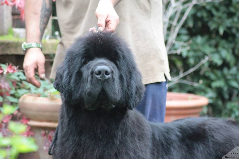 Фото: ньюфаундленд Little Bears Pride of Rayan