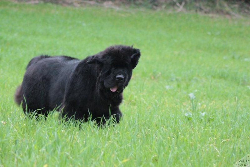 Фото: ньюфаундленд Little Bears Pride of Rayan