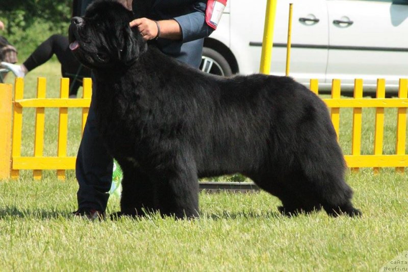 Фото: ньюфаундленд Casper Little Bears Black Koralle