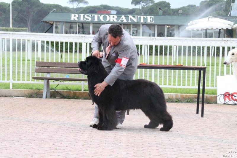 Фото: ньюфаундленд Cathe Little Bears Black Koralle