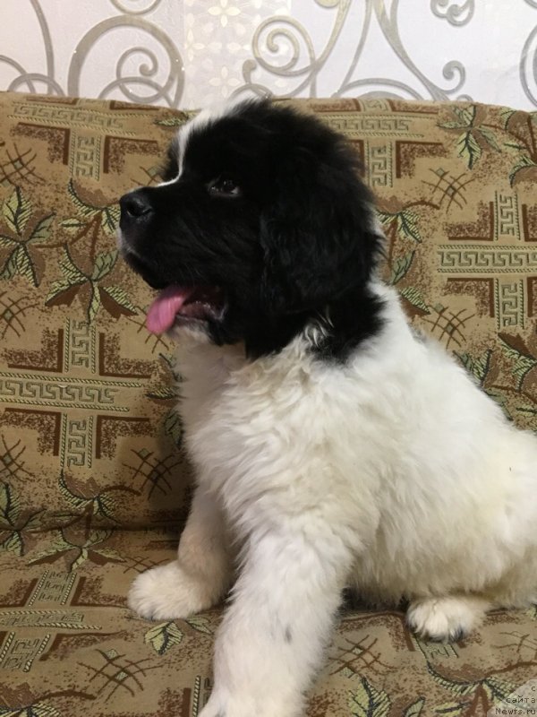 Фото: ньюфаундленд Dior ot Karel'skih Medvedey (Диор от Карельских Медведей)