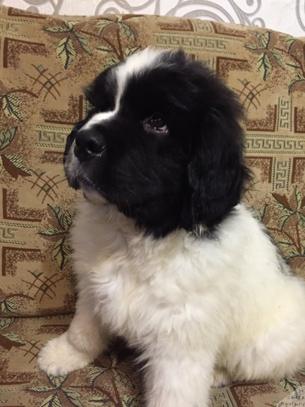 Фото: ньюфаундленд Dior ot Karel'skih Medvedey (Диор от Карельских Медведей)