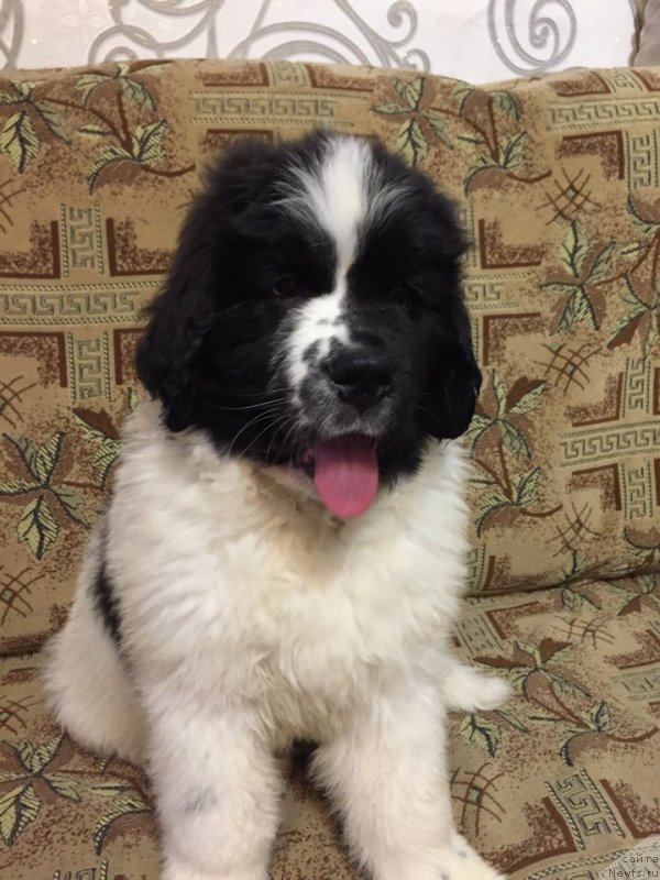 Фото: ньюфаундленд Dior ot Karel'skih Medvedey (Диор от Карельских Медведей)