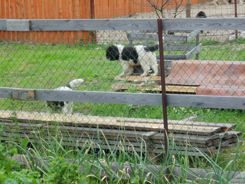 Фото: ньюфаундленд Super Bizon Melodiya (Супер Бизон Мелодия)