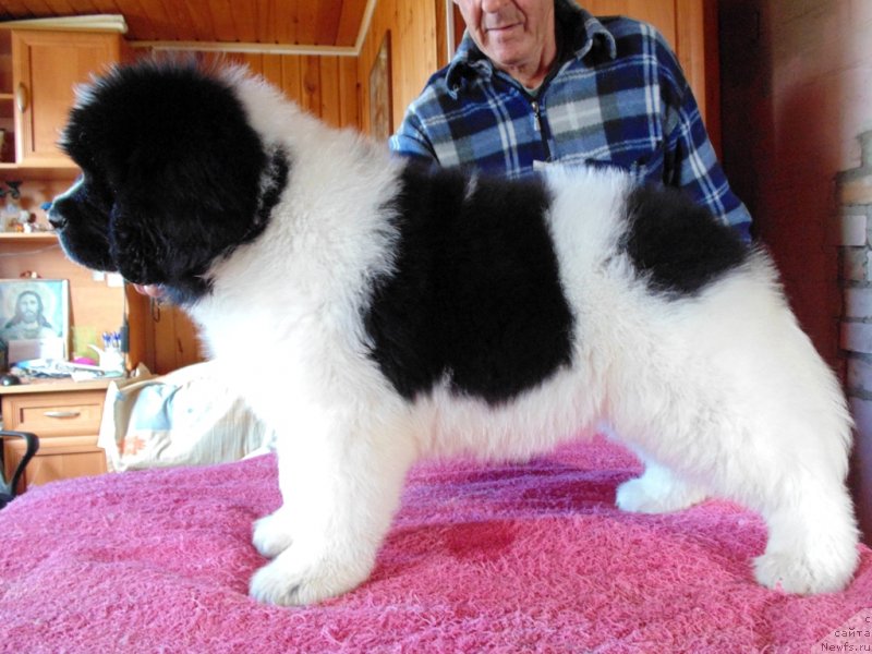 Фото: ньюфаундленд Darling ot Karel'skih Medvedey (Дарлинг от Карельских Медведей)