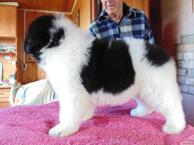 Фото: ньюфаундленд Darling ot Karel'skih Medvedey (Дарлинг от Карельских Медведей)