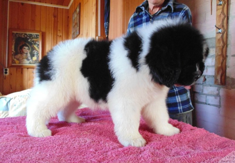 Фото: ньюфаундленд Darling ot Karel'skih Medvedey (Дарлинг от Карельских Медведей)