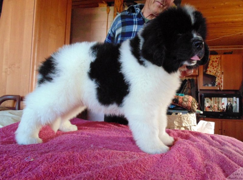 Фото: ньюфаундленд Darling ot Karel'skih Medvedey (Дарлинг от Карельских Медведей)