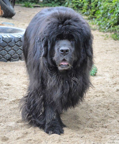 Фото: ньюфаундленд Rosinka Iskryaschayasya ot Sibirskogo Medvedya (Росинка Искрящаяся от Сибирского Медведя)