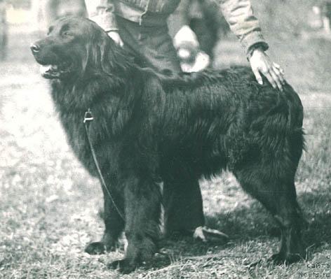 Фото: ньюфаундленд Blyek Diana (Блэк Диана)