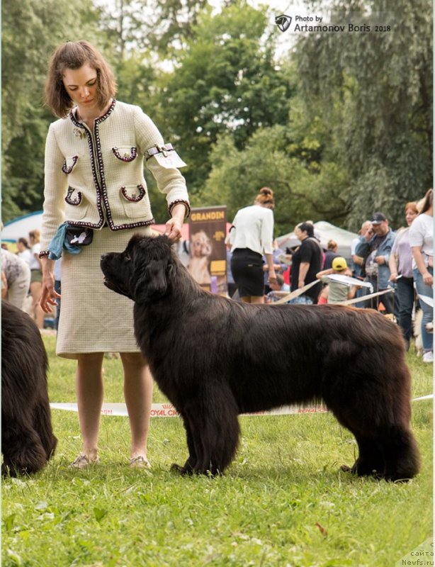 Фото: ньюфаундленд Moya Stikhiya Lamborghini (Моя Стихия Ламборджини)