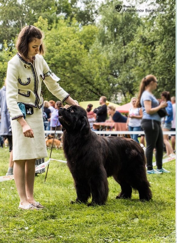 Фото: ньюфаундленд Moya Stikhiya Lamborghini (Моя Стихия Ламборджини)