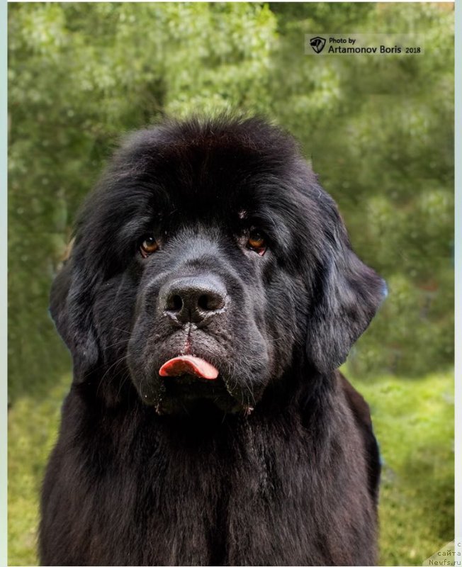 Фото: ньюфаундленд Moya Stikhiya Lamborghini (Моя Стихия Ламборджини)