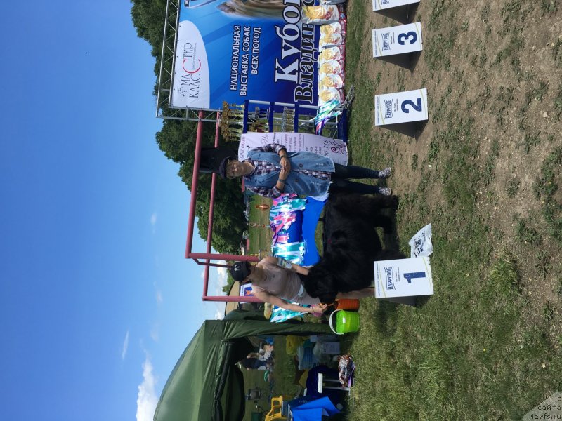 Фото: ньюфаундленд Sent Djons Zhirar Remi (Сент Джонс Жирар Реми)