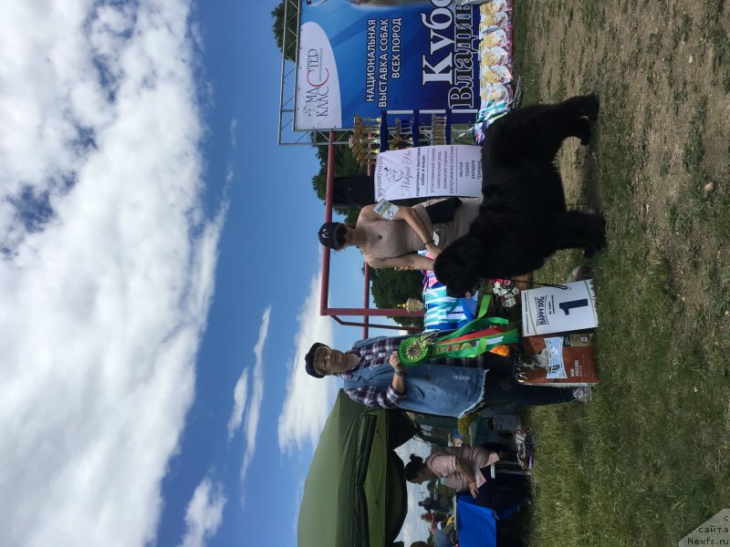 Фото: ньюфаундленд Sent Djons Zhirar Remi (Сент Джонс Жирар Реми)