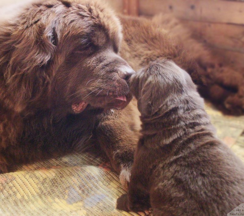 Фотография № 237016